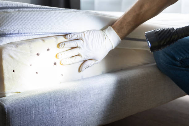 Best Cockroach Control Services  in Kewaskum, WI
