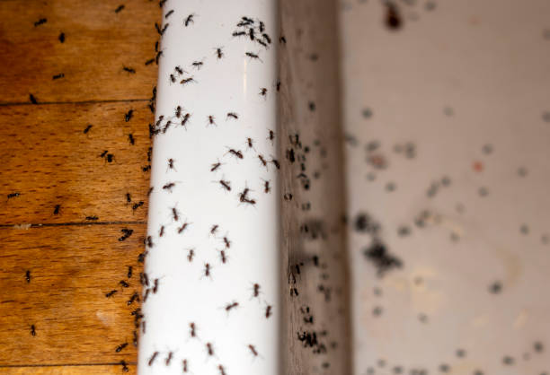 Best Mosquito Control Services  in Kewaskum, WI